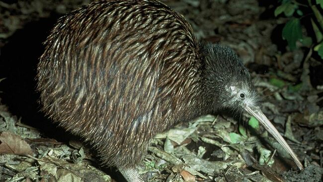 Kiwi Death in Auckland Highlights Wildlife Proximity