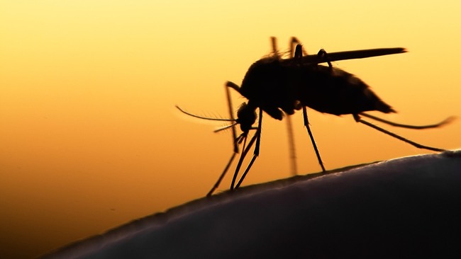Dual-Resistant Malaria Parasites Emerge in Ethiopia