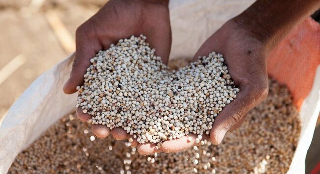UN's FAO Initiates Emergency Plan to Fight Sudan Hunger