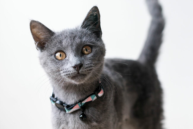 RSPCA NSW: Cat Overpopulation Requires Multifaceted Approach