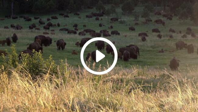 Ralphie explained: How this bison became buffalo