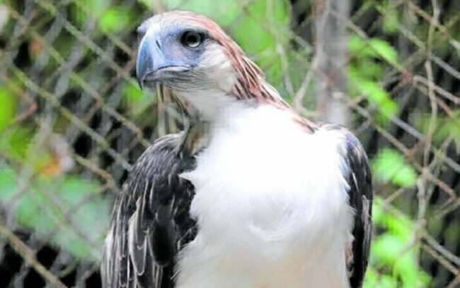 Conservationists mourn passing of PH eagle ‘Geo'