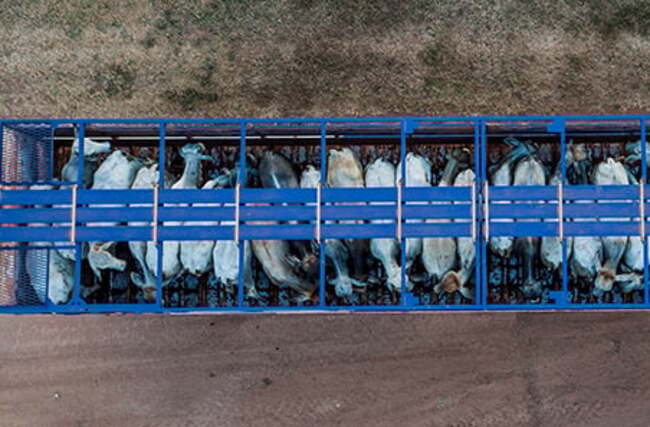 Meat & Livestock Australia Unveils Bushfire Prep and Recovery Guide