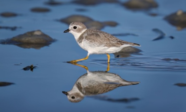 Interior Dept. Allocates $50.6M for Wetland, Wildlife Projects