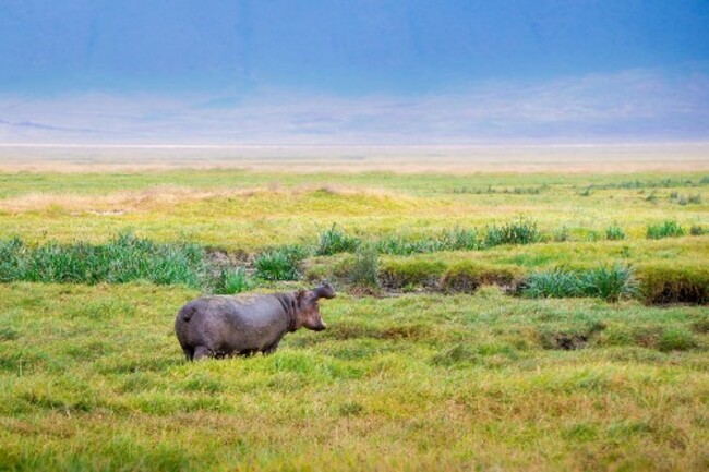 Why and when Sahara Desert was green