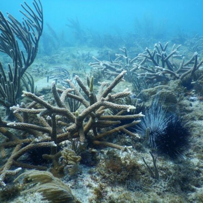 Aiding Reef Mowers in Locating Optimal Growth Areas
