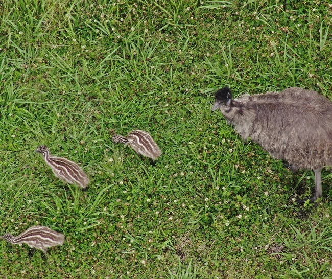 Call for volunteers to count coastal emus this October