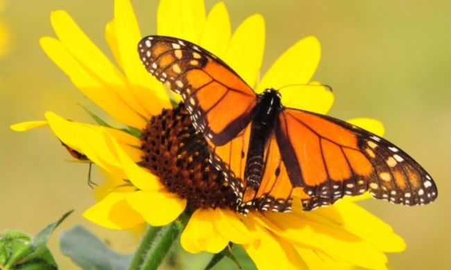 Interior Dept. Allocates $40.6M to Save Imperiled US Species