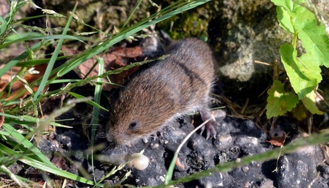 Psychologist receives NSF grant to study social brain