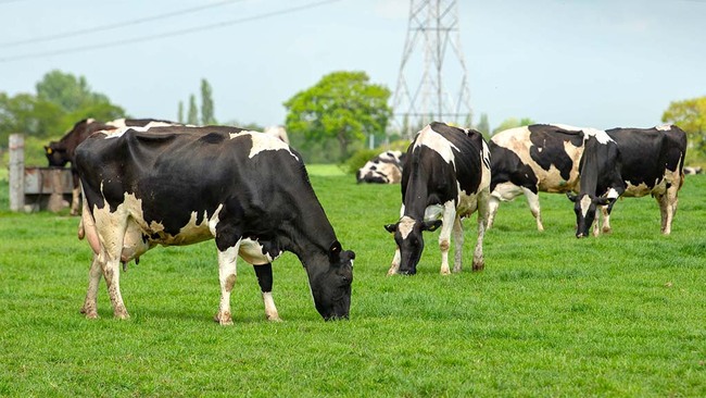 Milk market disparity sees widening gap between farmers