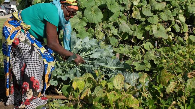 West Central Minnesota counties create local food plan