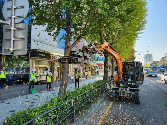 Stinky ginkgo trees, gathering the fruit before they fall: Seoul, 'Already on it'