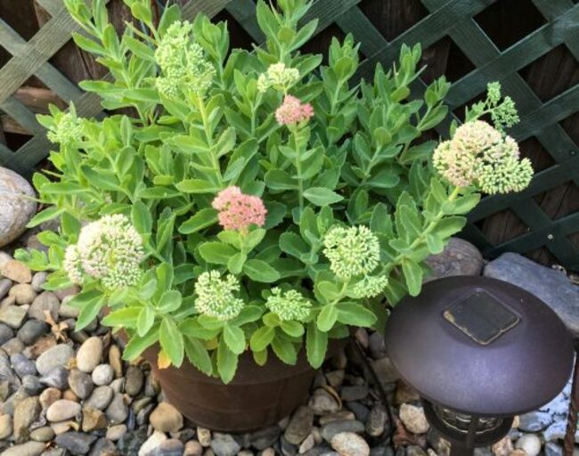 Help for Matilda The Plant