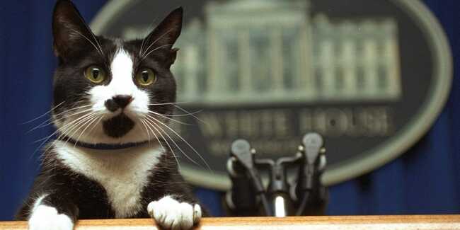 First lady Jill Biden confirms the long-awaited White House cat is 'waiting in the wings'