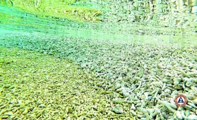 DFA airs serious concern over reported reef, coral damage in WPS
