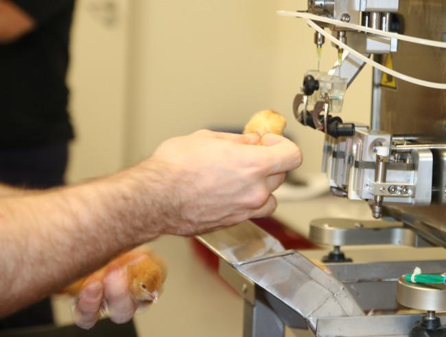 Initial Chickens Vaccinated Against Bird Flu in Test Phase