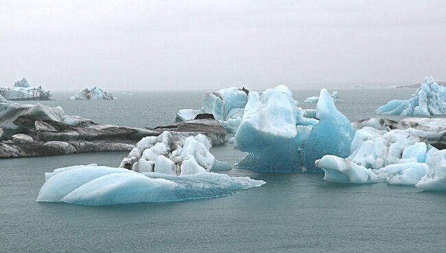 Animals' Key Role in Climate Change Monitoring