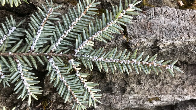 Canopy Gaps Help Eastern Hemlock Outlast Invasive Insect