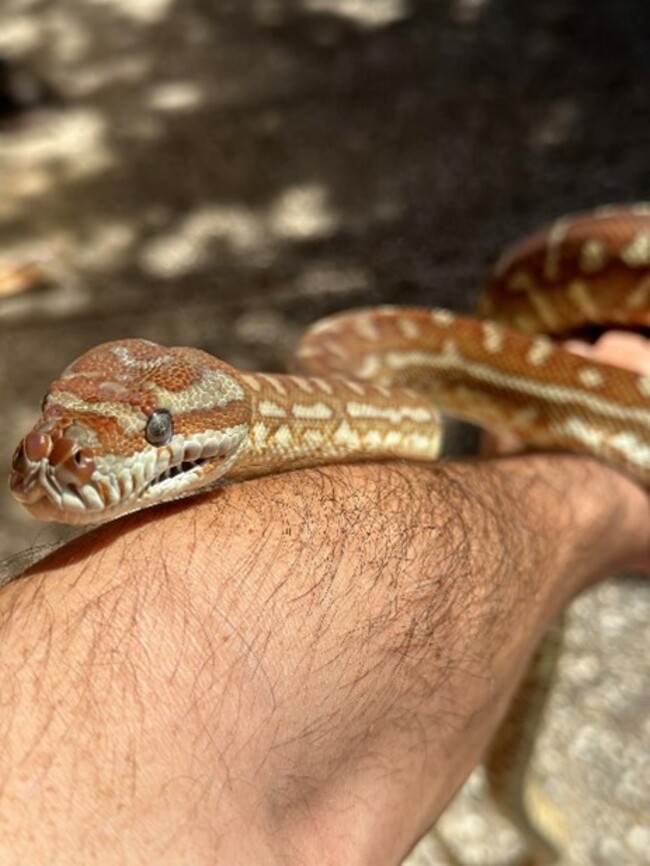 Stolen snakes, Southport