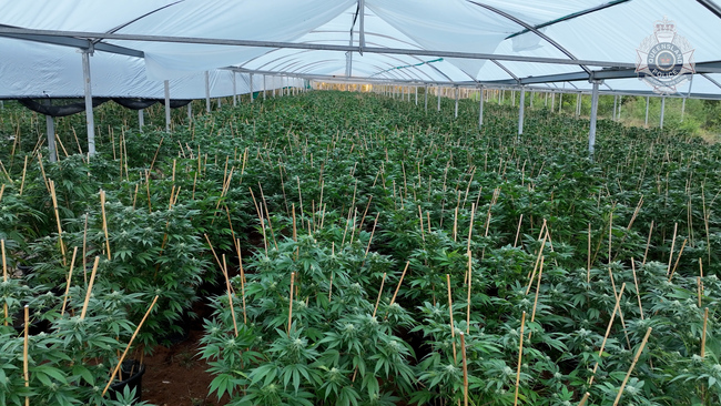 Operation Vitreus Seizes $13M in Drugs in Queensland