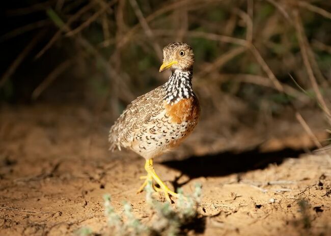 State Grant Fuels Bioacoustic Study on Endangered Plains-Wanderer