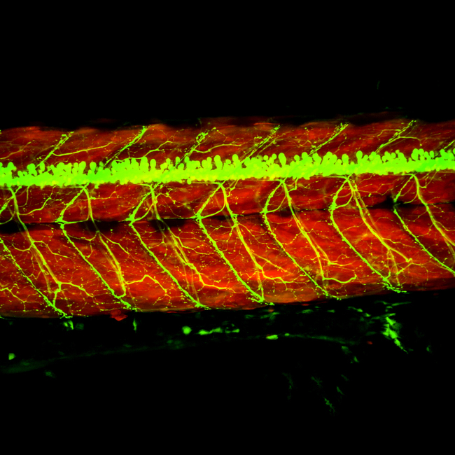 Tiny fish could be key to develop treatment against MND