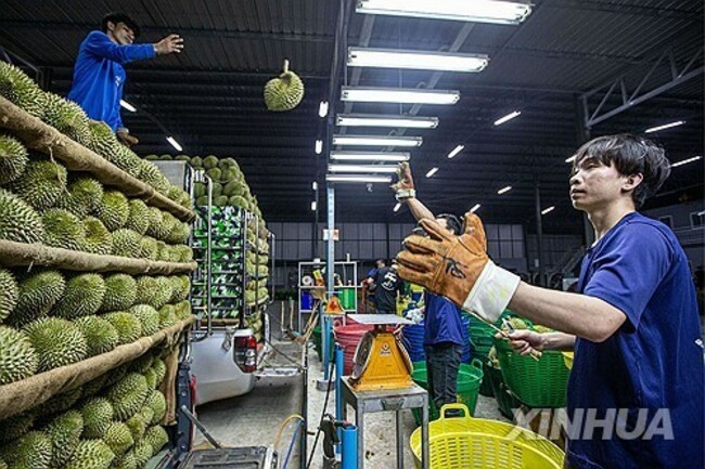 THAILAND-VIETNAM-CHINA-RCEP-DURIAN TRADE