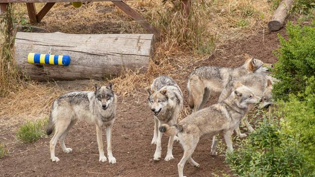 Research Uses Puzzle Boxes, Rain Sticks for Gray Wolf Research