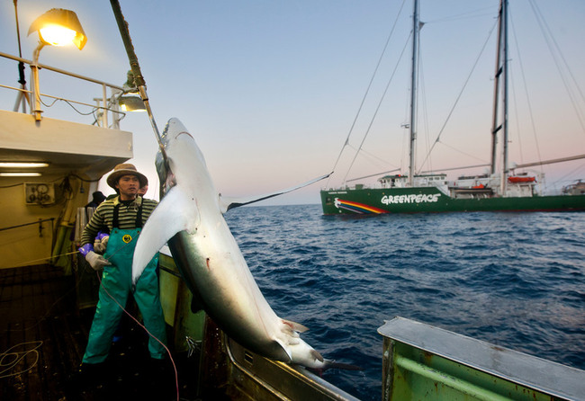 High Seas Treaty Praised by Greenpeace, Fossil Fuels Warned