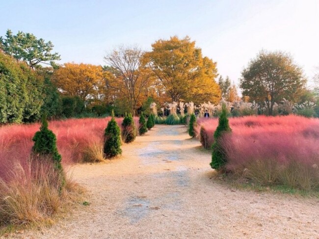 [Photo News] Pink muhly grass at Cheongsan Arboretum