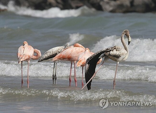 ODD--Flamingos In Wisconsin