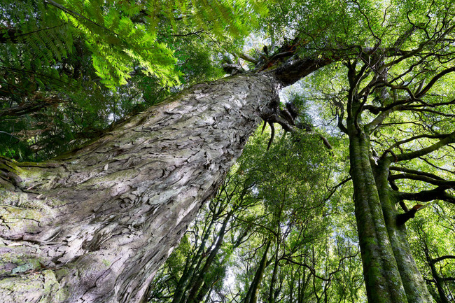Labour To Consider 2.1 Million Hectares Of Native Reforestation