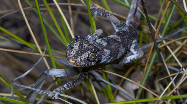 161 Species, Including Ghost Bats, Crocodiles, Spotted in Carpentaria