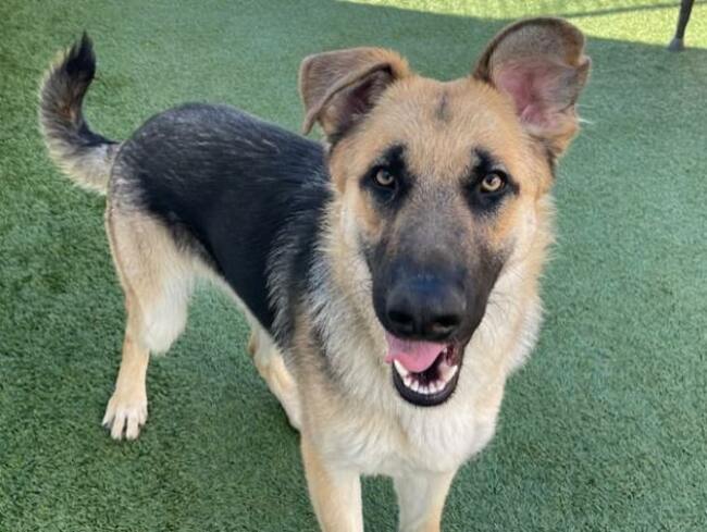 LA startup creates a job platform for people looking to work with pets