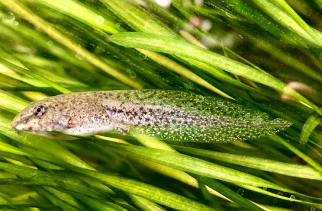 Pollutants Impact Biodiversity's Part in Wildlife Disease Spread