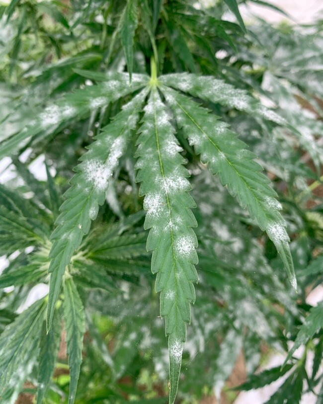 Gene discovery takes aim at hemp nemesis: powdery mildew