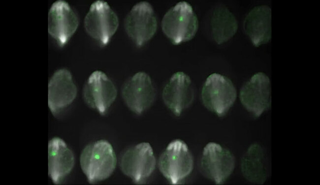 Zebrafish Heart Cells Begin Synchronized Beating Suddenly: Study