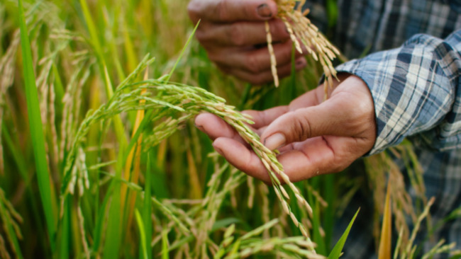 Statistics agency reports 26% hike in price of unmilled rice