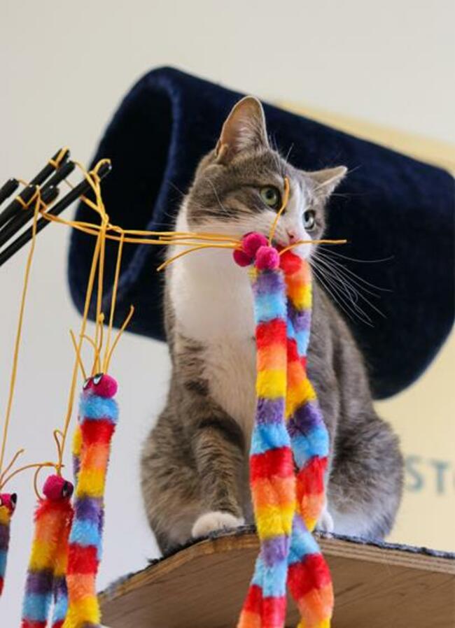 Tiny Tom Marks 500 Days Hunting for Forever Home in NSW