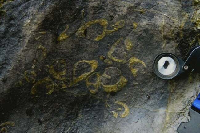 Fossilized mollusks in Masungi: Geologists unveil a PH first
