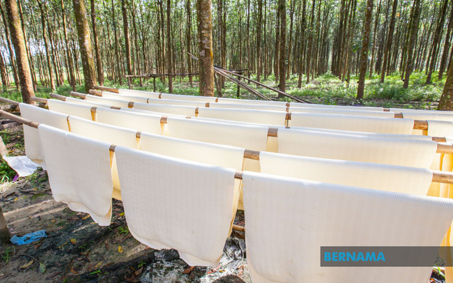 RUBBER PRODUCTION INCENTIVE ACTIVATED FOR SEPTEMBER 2023