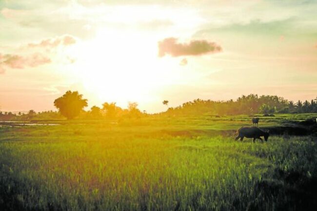 Perks of provincial living