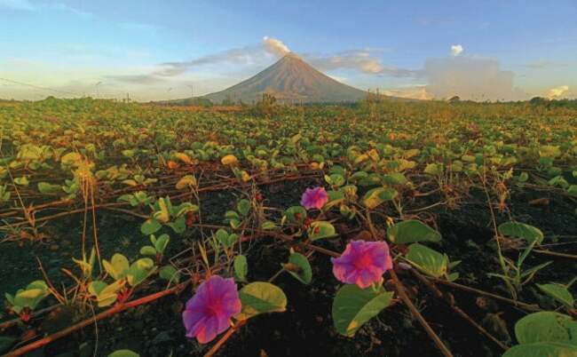 Albay's flora, fauna cling to life amid Mayon fury