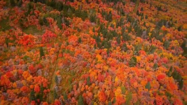 ‘Candy Corn' Colors Pop in Utah Foliage
