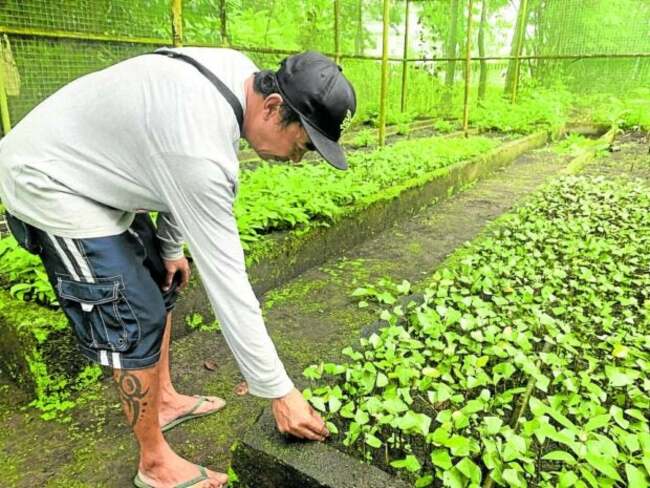 Gov't, conservationists find ways to save plants, animals on Mayon