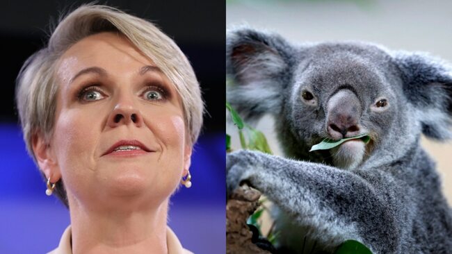 Plibersek called out on ‘hypocrisy' threatening koalas with wind projects
