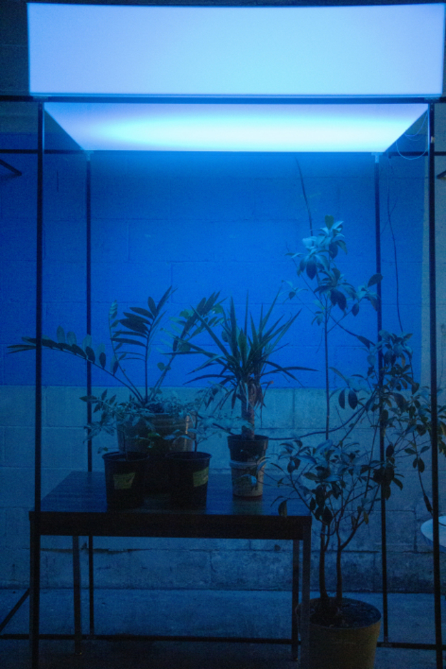 Finding art in biological rhythms of trees 3 October