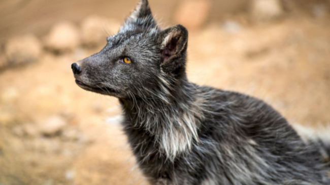 Check out the world's first dog-fox hybrid