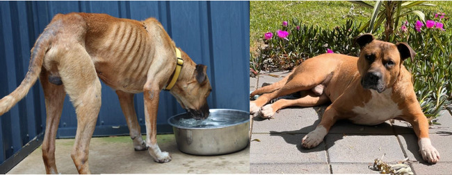 Donations doubled to help animals like Woozy