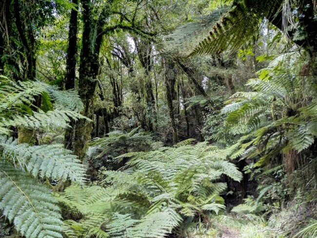New Zealand bush